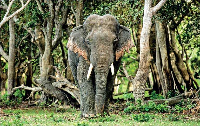 Wasgamuwa Elephant
