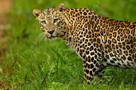 Sri Lankan Leopard