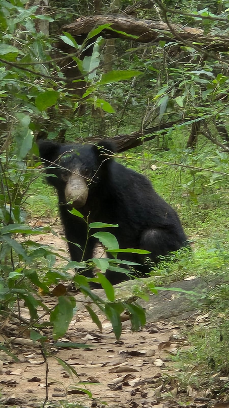 Sloth Bear
